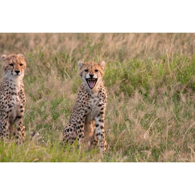 Guépard, Amboseli, Kenya