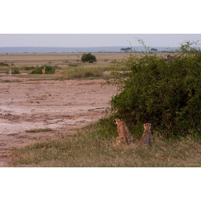 Guépard, Amboseli, Kenya