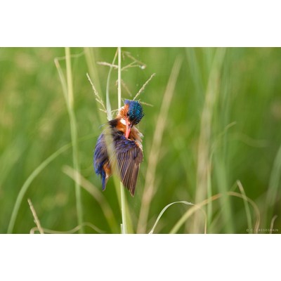 Martin-Pêcheur, Amboseli, Kenya