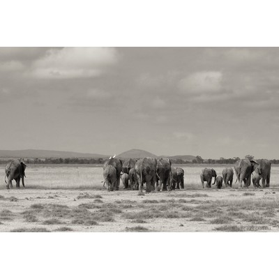 Amboseli, Kenya