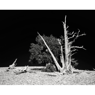Bristlecone Pine Tree, California