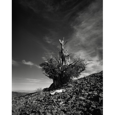 Bristlecone Pine Tree, California