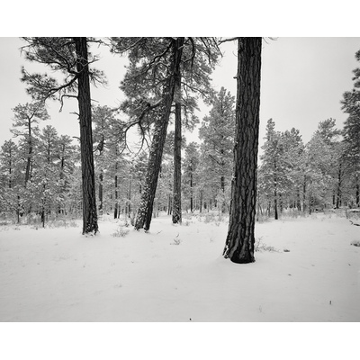 Trees, Grand Canyon Nat'l Park, Arizona
