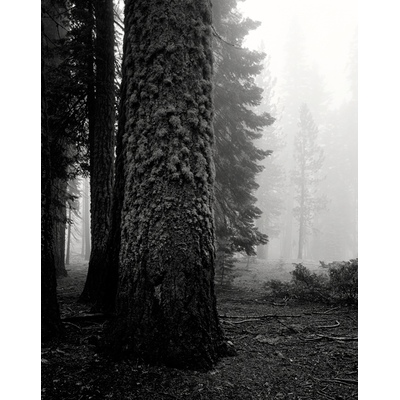 Yosemite fog, California
